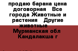 продаю барана цена договорная - Все города Животные и растения » Другие животные   . Мурманская обл.,Кандалакша г.